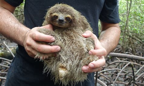 where does a sloth live - sloth species